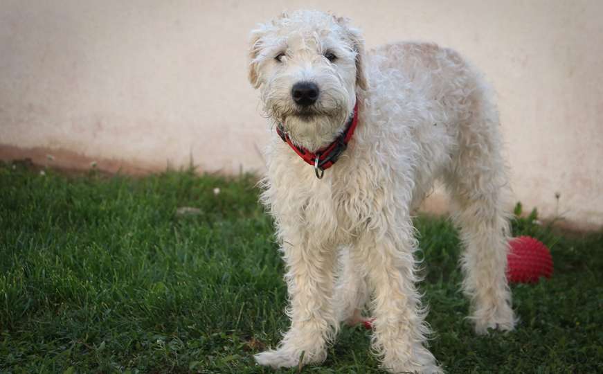 Italijanka dobila dva dana godišnjeg odmora kako bi njegovala bolesnog psa